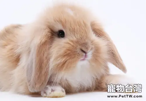 迷你垂耳兔飼養注意點(1圖)-寵物台灣