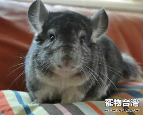 南美洲栗鼠的餵食方法