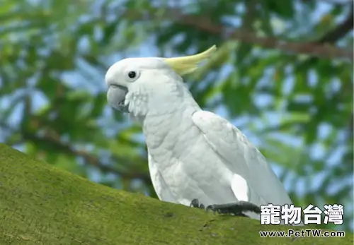 小葵花鳳頭鸚鵡的飼養環境