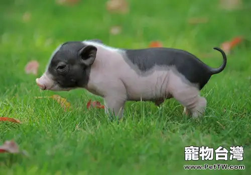 飼養小香豬的注意事項