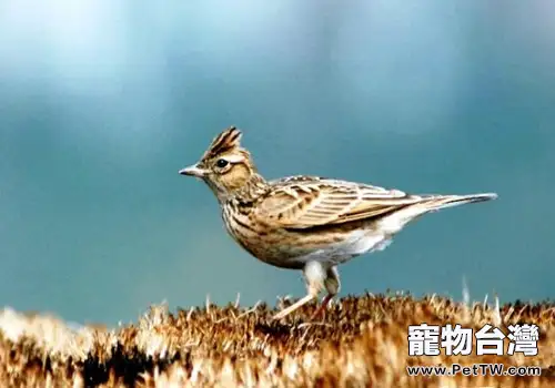 怎麼樣讓百靈鳥的叫聲悅耳動聽?(1圖)-寵物台灣