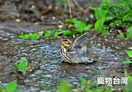 給寵物鳥洗澡幾種的方法