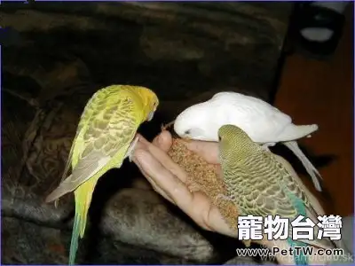 告訴你鸚鵡愛咬人的九大原因