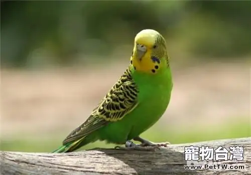 虎皮鸚鵡繁殖期間需要注意什麼?(1圖)-寵物台灣
