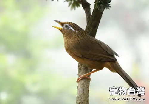 畫眉鳥叫聲嘶啞怎麼辦？