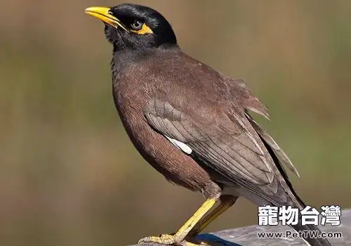 如何挑選八哥鳥(1圖)-寵物台灣