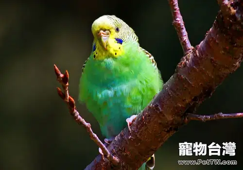 怎麼和虎皮鸚鵡進行接觸訓練(1圖)-寵物台灣