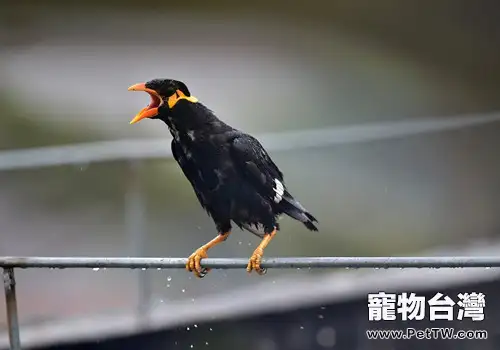 籠養九官鳥(鷯哥)能活多久?(1圖)-寵物台灣