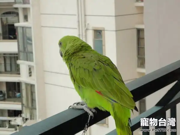 如何糾正鸚鵡咬人惡習