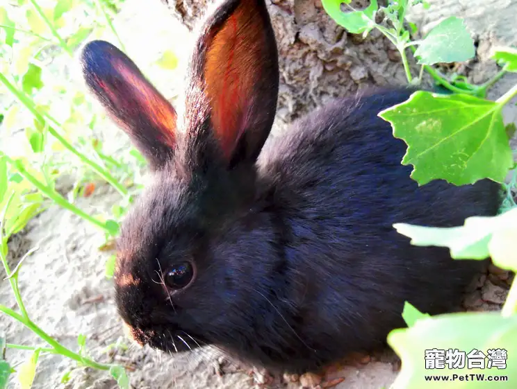 如何辨別兔兔的年齡