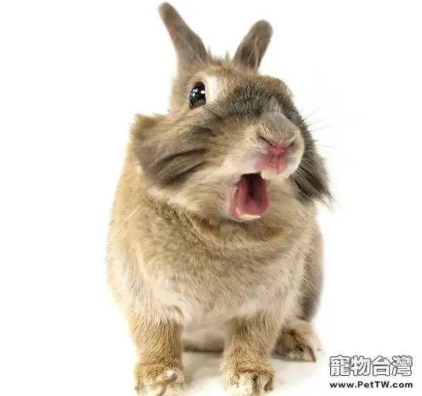 兔兔的叫聲傳達的信息