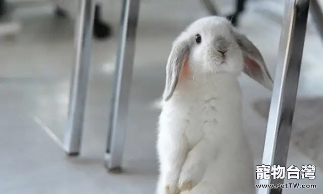 兔兔可以吃很多零食嗎