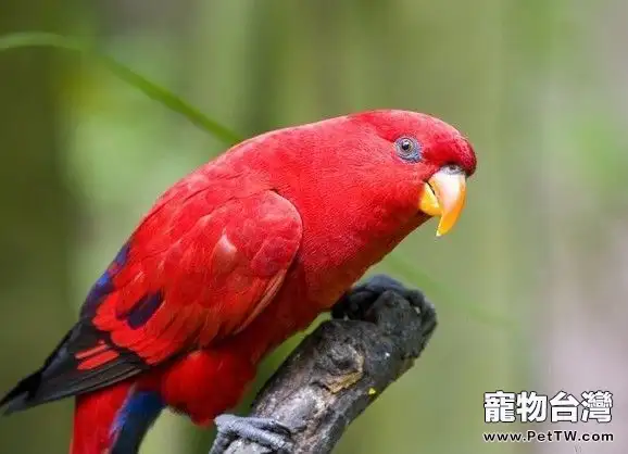 紅色吸蜜鸚鵡的飼養與繁殖