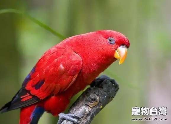 紅色吸蜜鸚鵡的飼養與繁殖(1圖)-寵物台灣