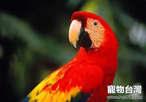 金剛鸚鵡多少錢一隻？都有什麼顏色？