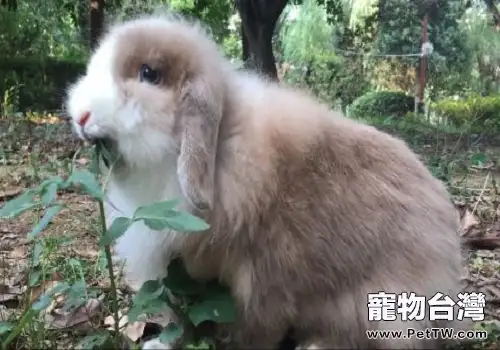 垂耳兔怎麼養？垂耳兔飼養注意事項