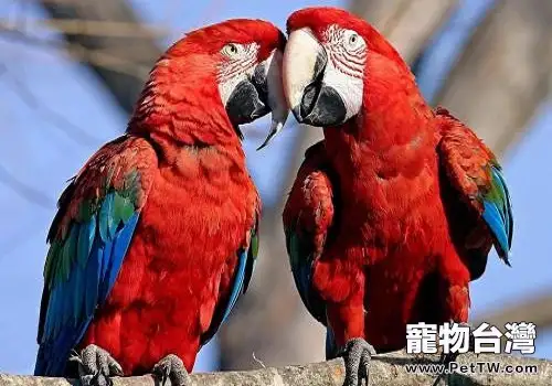 金剛鸚鵡多少錢一隻?怎麼選擇合適的金剛鸚鵡?(1圖)-寵物台灣