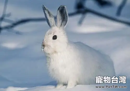 兔子怎麼養？兔子飼養注意事項