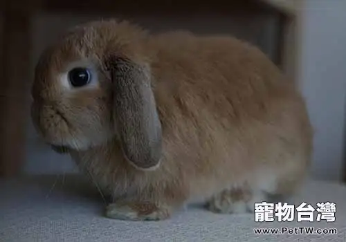 荷蘭垂耳兔壽命是多少年？