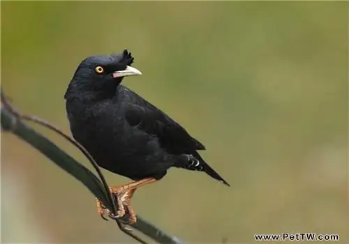 八哥鳥多少錢一隻?八哥鳥怎麼飼養?(1圖)-寵物台灣