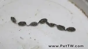 倉鼠也會得毛球症!(1圖)-寵物台灣