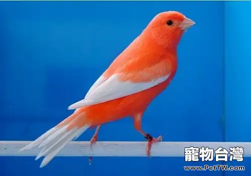 金絲雀多少錢一隻?金絲雀怎麼飼養?(1圖)-寵物台灣