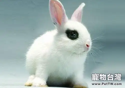 熊貓兔怎麼養?熊貓兔飼養注意事項(1圖)-寵物台灣