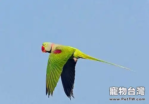 亞歷山大鸚鵡飼養必備