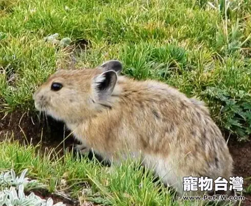 鼠兔的妊娠知識