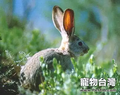 塔里木兔的資料簡介(1圖)-寵物台灣