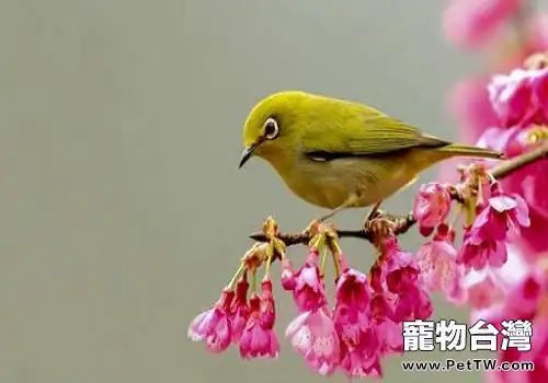 繡眼鳥好養嗎？繡眼鳥飼養技巧介紹