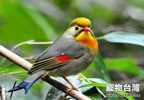 相思鳥多少錢一隻？