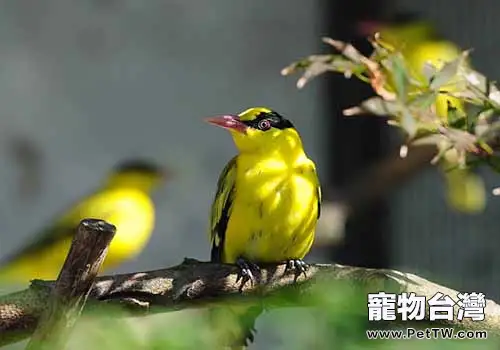 黃鸝鳥的介紹,黃鸝鳥的飼養方法(1圖)-寵物台灣