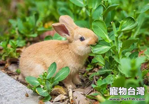 最受歡迎的寵物兔品種都有哪些?(1圖)-寵物台灣
