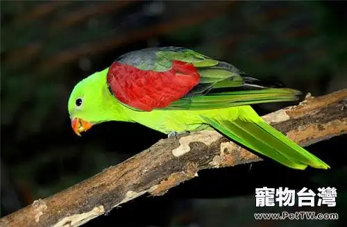 紅翅鸚鵡多少錢一隻?紅翅鸚鵡價格盤點(1圖)-寵物台灣