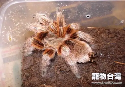 智利火玫瑰有毒嗎?被智利火玫瑰咬了怎麼辦?(1圖)-寵物台灣