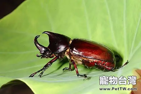 獨角仙的選購要點(1圖)-寵物台灣