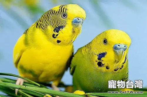 虎皮鸚鵡怎麼養?虎皮鸚鵡飼養(1圖)-寵物台灣