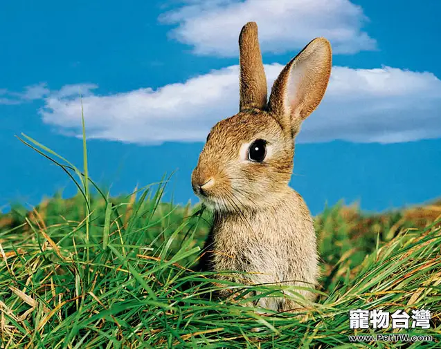 兔糧會嗆入兔兔氣管