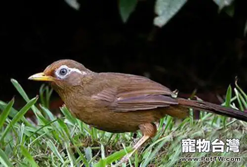 畫眉鳥的感冒症狀及防治(1圖)-寵物台灣