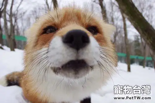 寵物狐狸飼養注意事項 寵物狐狸好養嗎(共4張圖片)-寵物台灣