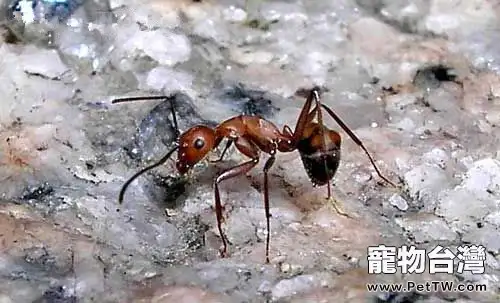 螞蟻飼養的注意事項