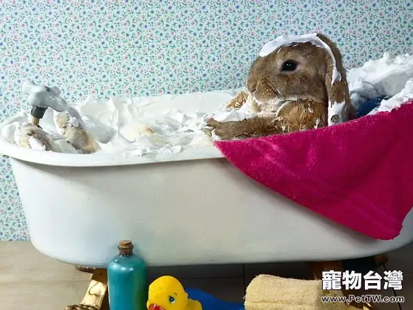 為兔兔洗澡的注意事項