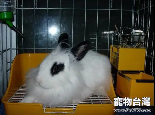 如何正確引導兔兔用廁所(1圖)-寵物台灣