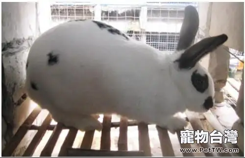 寵物兔的健康食譜(1圖)-寵物台灣