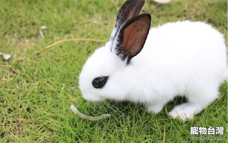 認識你的兔兔：常見的兔兔品種