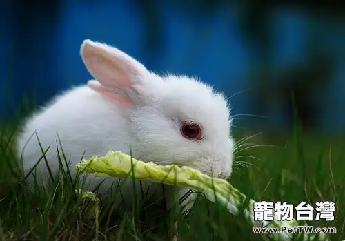 不同年齡階段的兔兔餵養