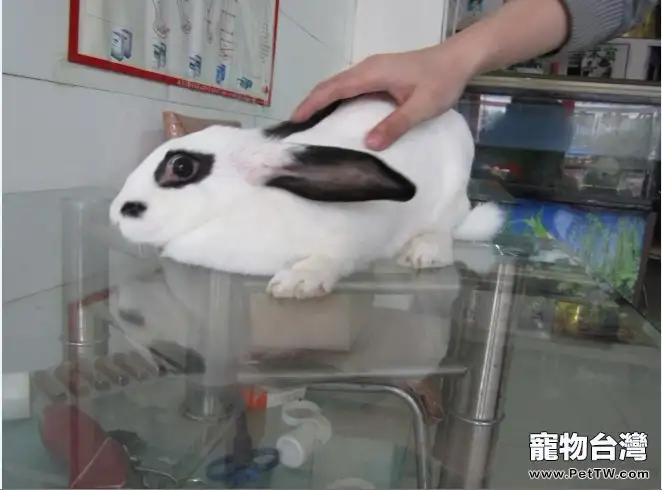 兔兔大腸桿菌病的治療辦法