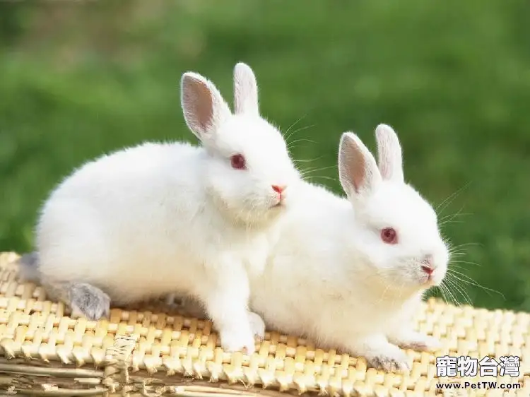 兔兔的繁殖生理簡介