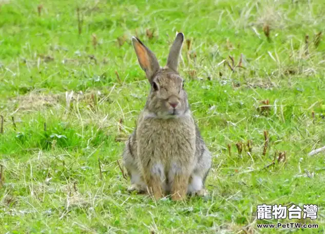 野兔得了乾瘦病該怎麼治療